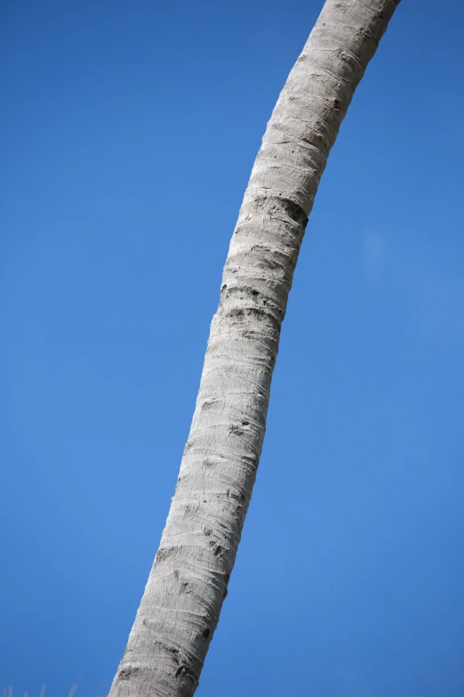 this palm tree looks majestic against the sky