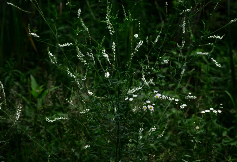 this is a very pretty grass in the field