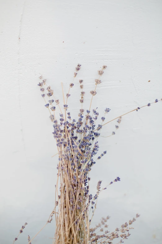 there is a dried plant on the beach