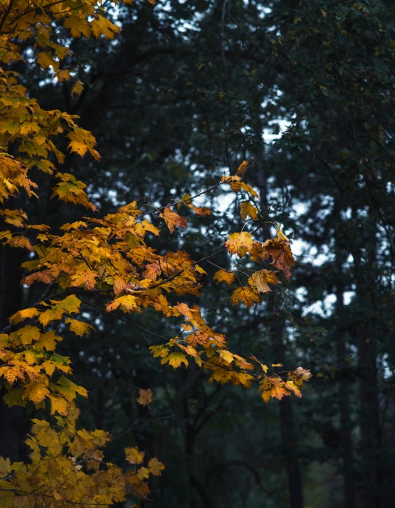 a bench sitting below some leaf filled trees