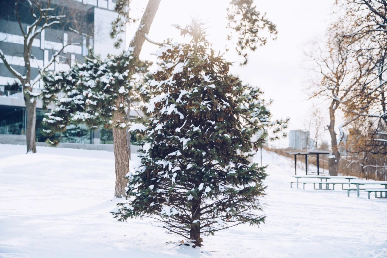 snow is covering the ground around some small trees