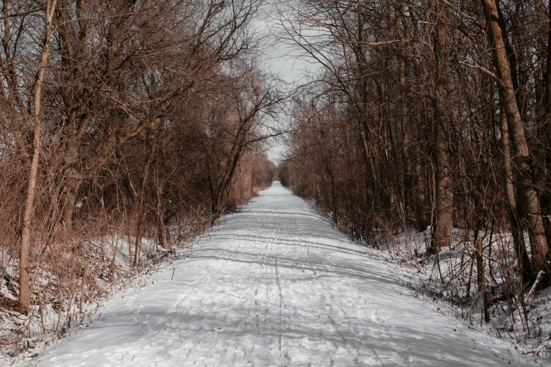 a forest road covered in snow with thin trees