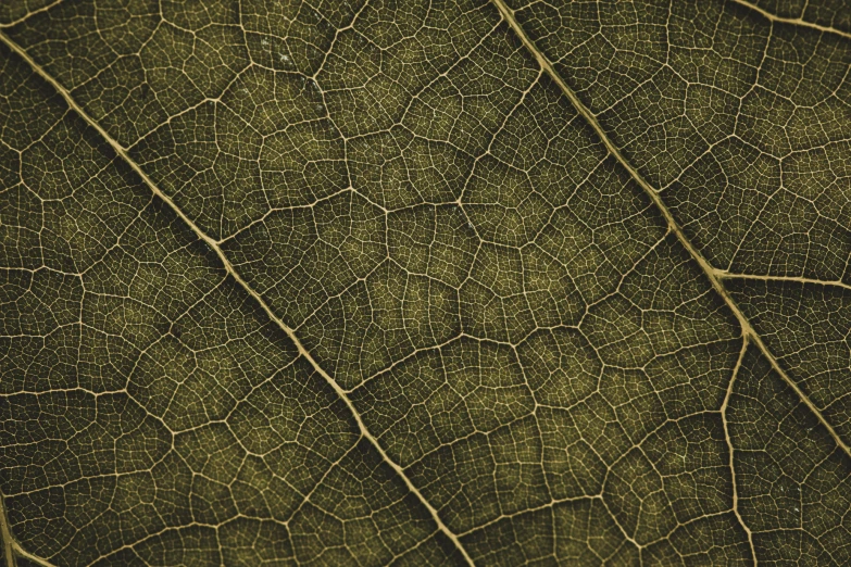 a close up view of the underside of a leaf