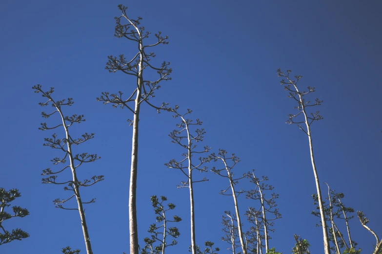 some very tall trees in the blue sky