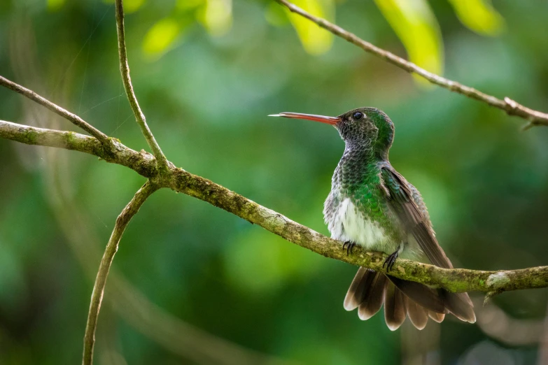 a hummingbird perches on a small nch