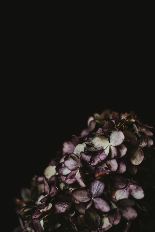 a black background with white flowers in the center