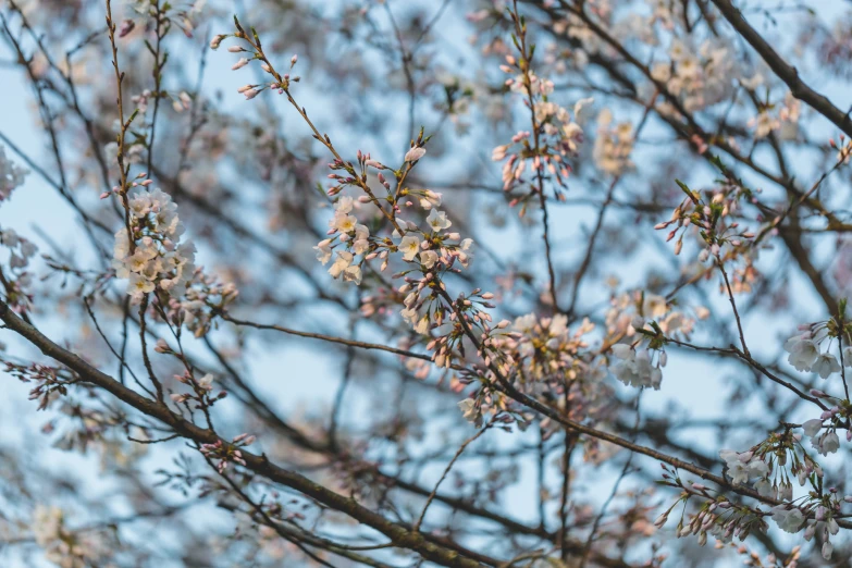 an image of a closeup of some pretty flowers on the tree