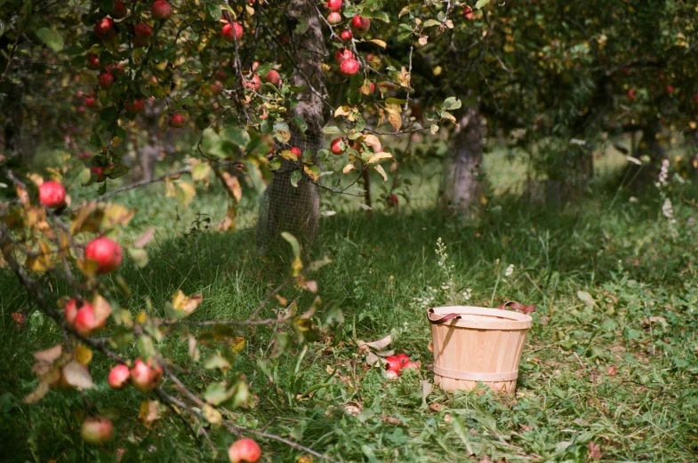 a bucket and two apples sitting on the ground