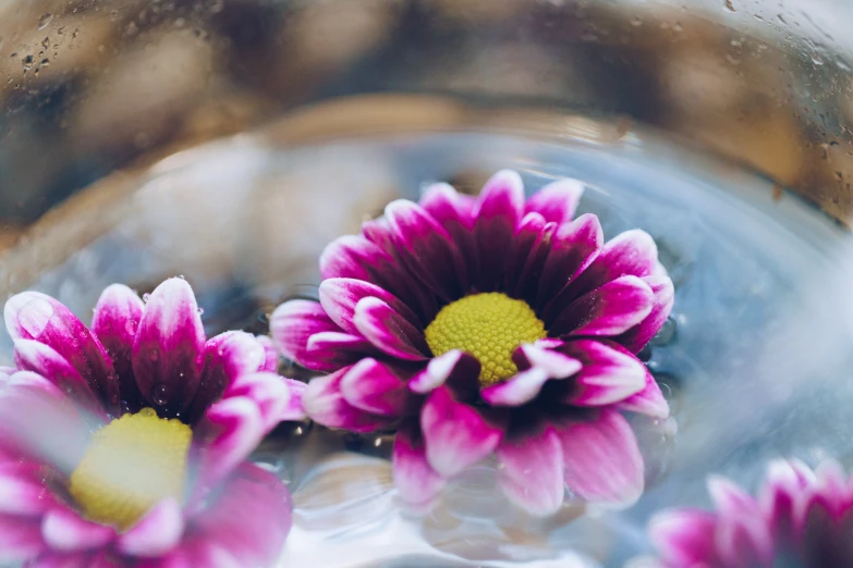 three bright flowers with purple center sit in a bowl