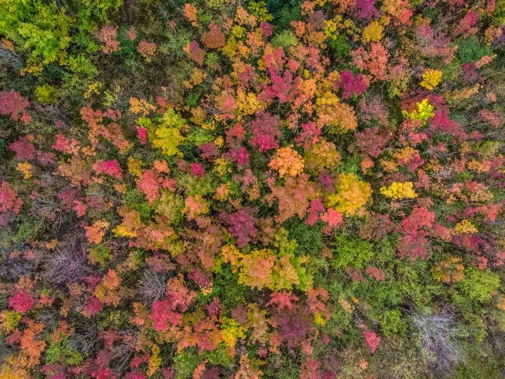 an overhead view of an autumn foliages tree