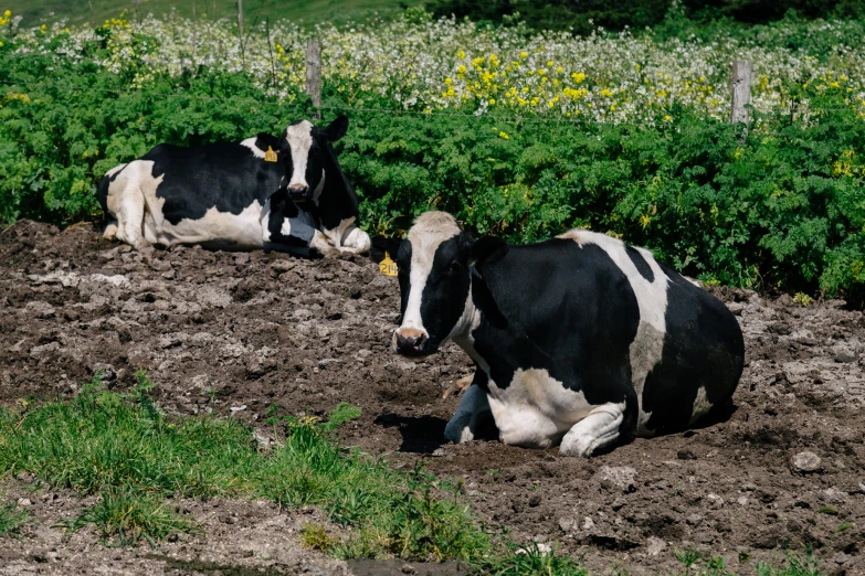 two black and white cows laying on the ground