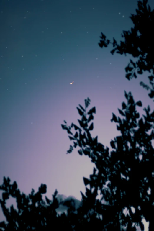 trees under the night sky with a moon