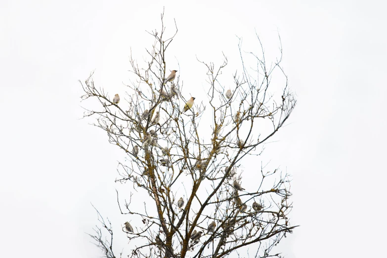 bird sitting on top of nch of tree