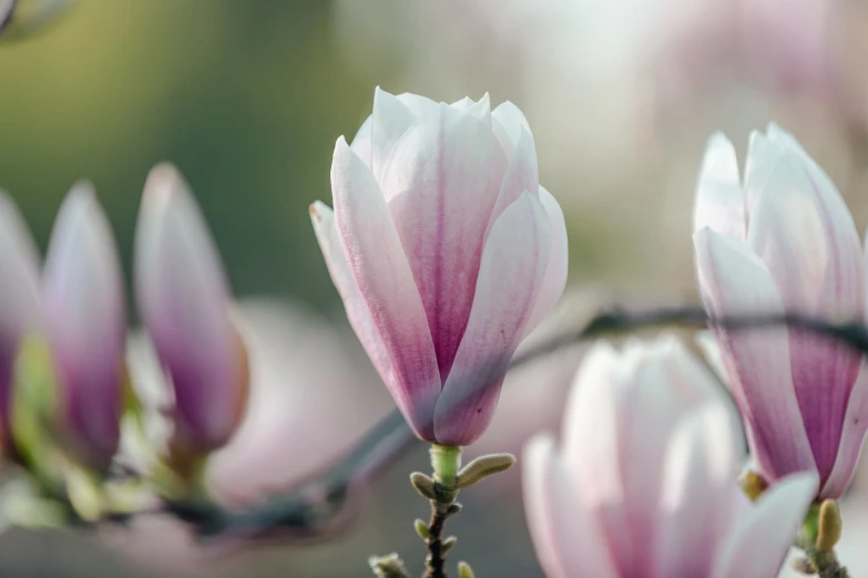 closeup of several pink flowers with leaves