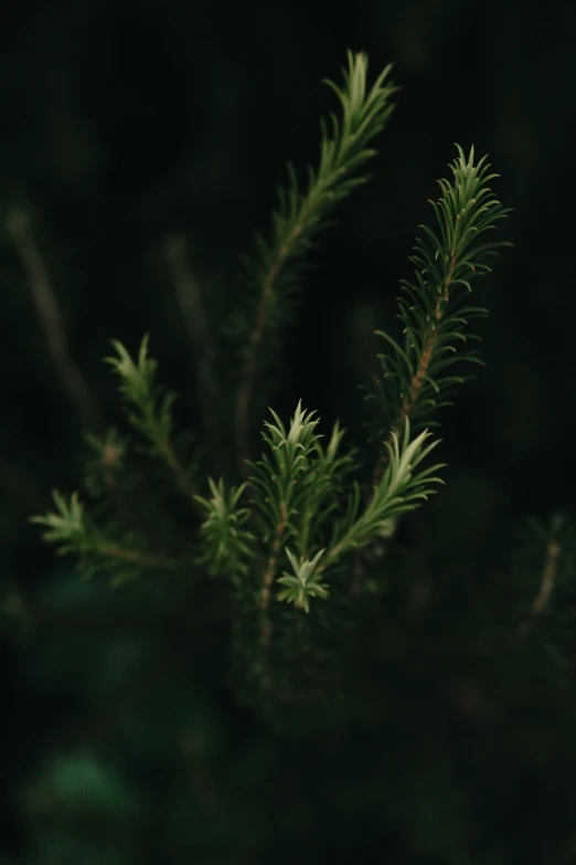 a nch of a tree lit up against the dark background