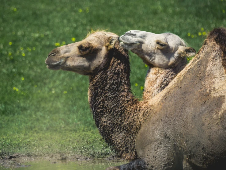 two camels that are standing next to each other in the grass