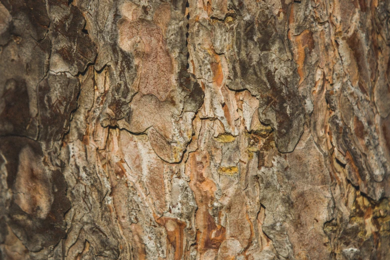 tree bark with some holes cut open on it