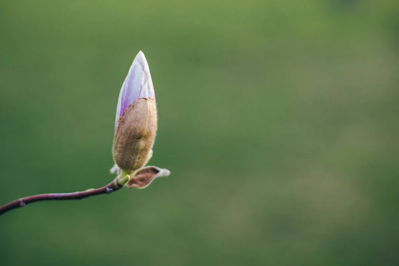 the small flower bud of an unripe tree is open