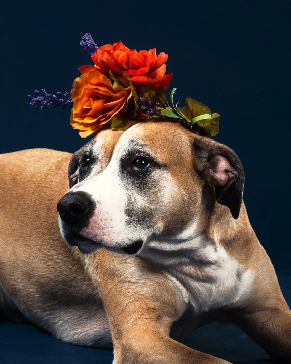 a dog with a flower crown on its head is lying