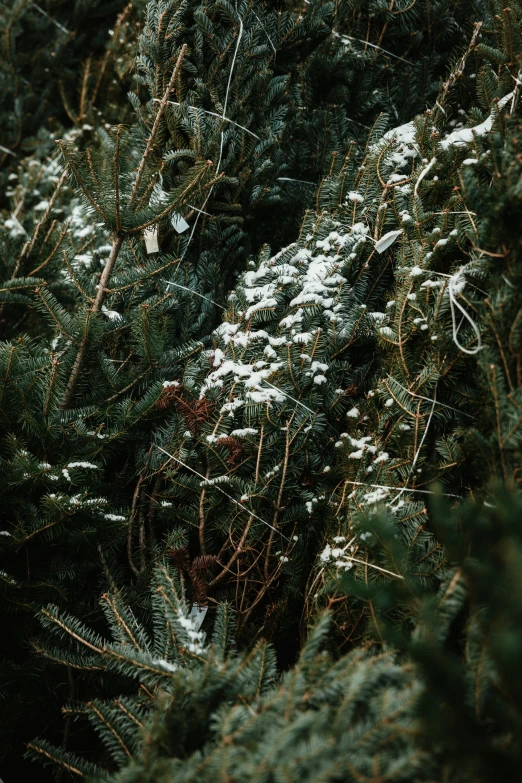 snow on the nches of evergreens that grow very close