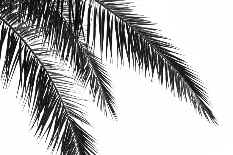 palm leaves against a white background