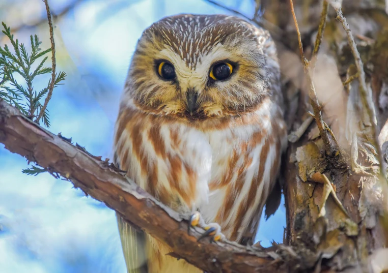 an owl is perched on the limb of a tree