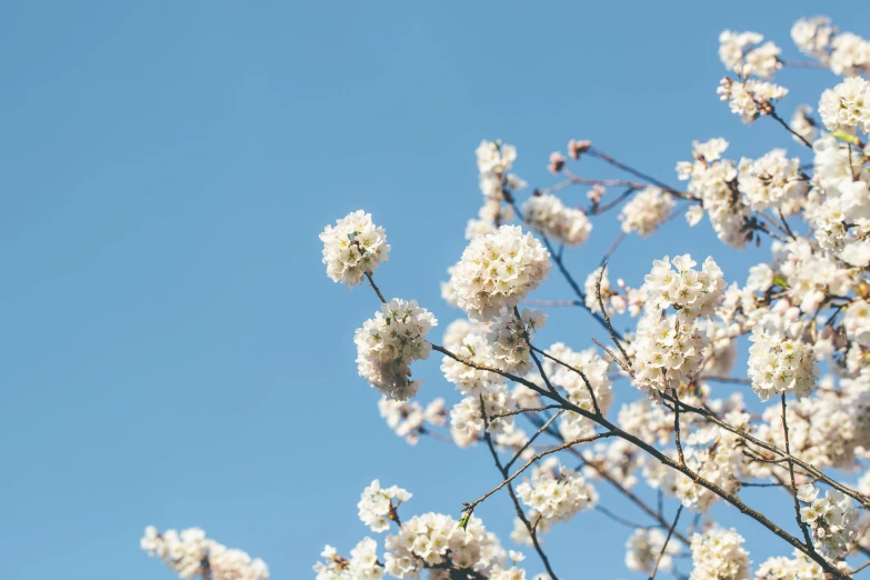 flowers are pictured against a blue sky with no clouds