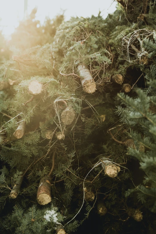 a lot of pine nuts hanging on a tree