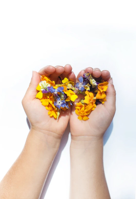 two hands holding flower petals together with yellow and purple flowers in each