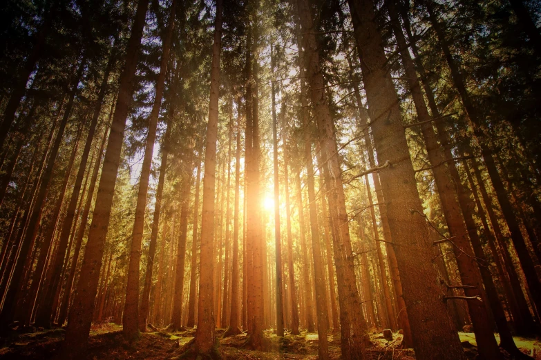 an array of tall trees in a forest