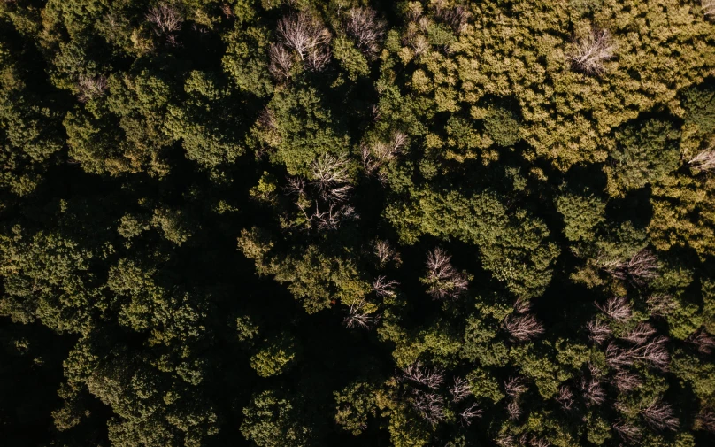 a view looking down at the tops of trees