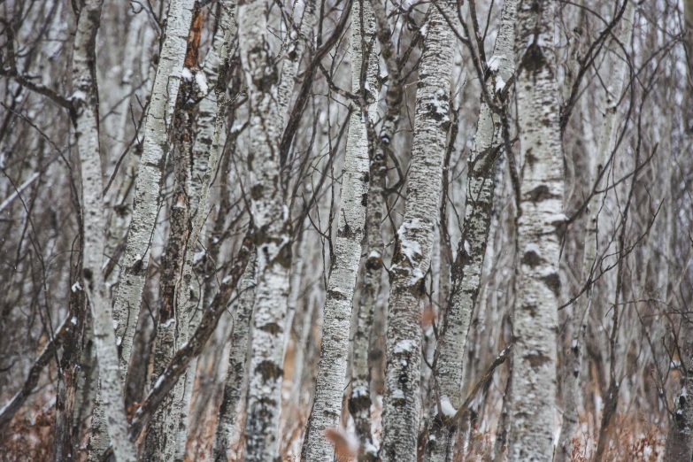 snow covered trunks in a stand of trees