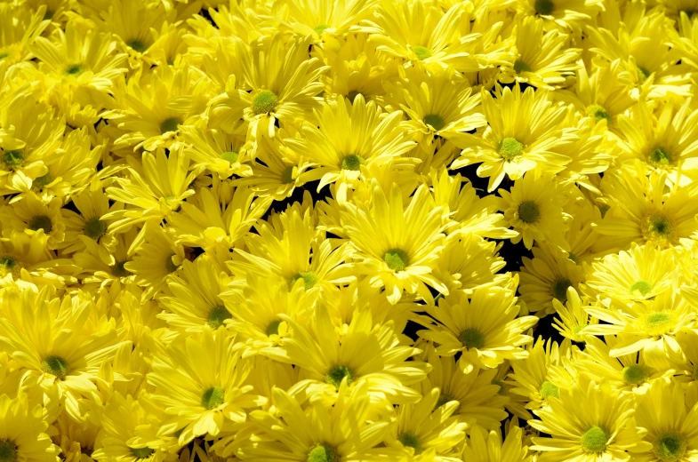 some bright yellow flowers that are blooming together