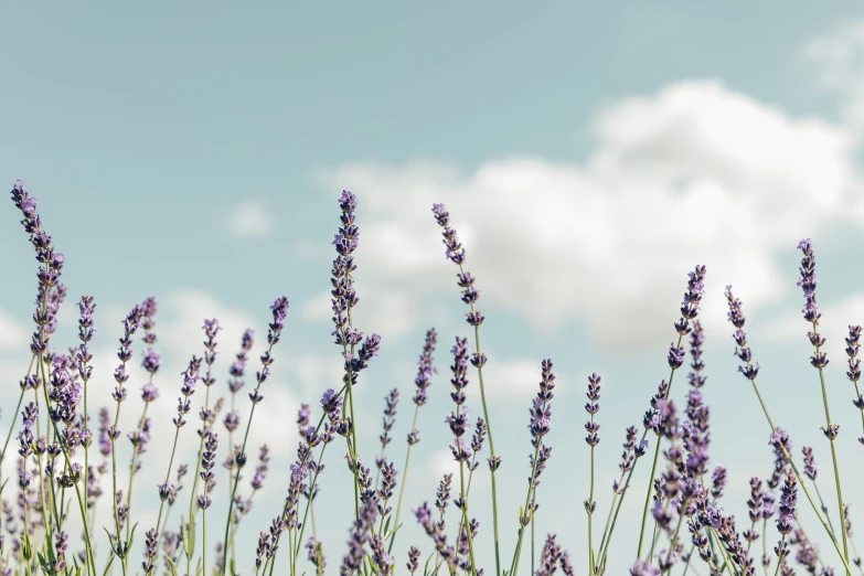 the purple flowers are blooming very high in the sky