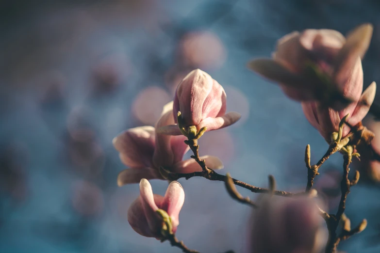 pink blossoms hang off the nches of some trees