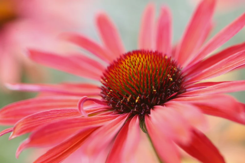 pink flower with green leaves and yellow center