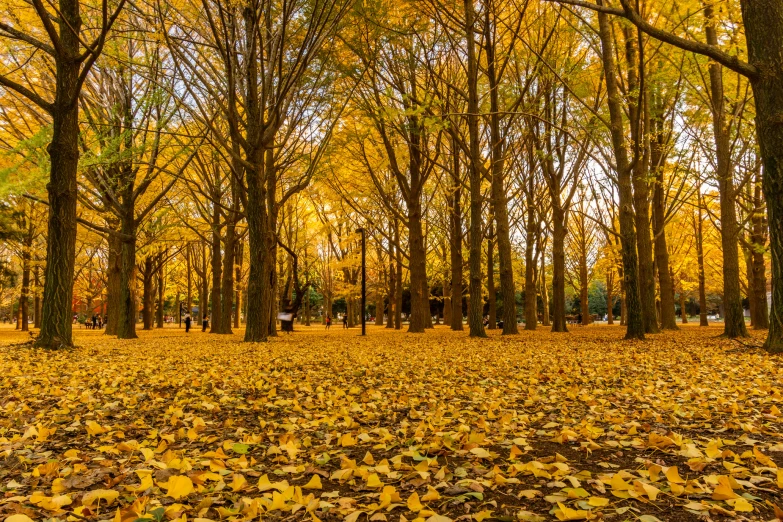 there are many yellow leaves all over the ground