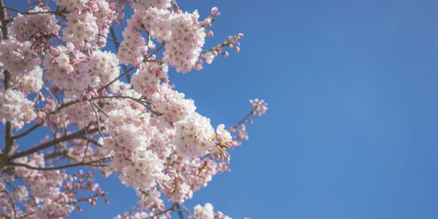 a large bunch of pink and white flowers in a tree