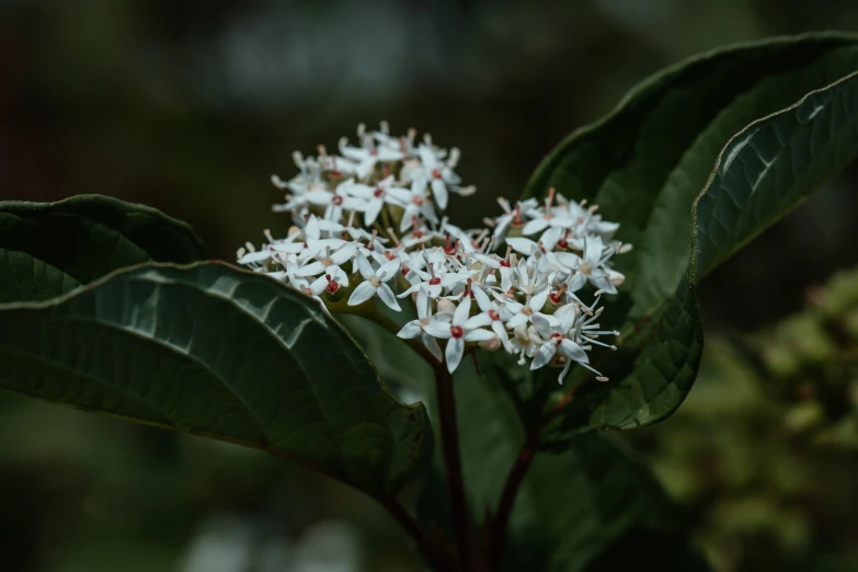 several white flowers growing in an area with green leaves