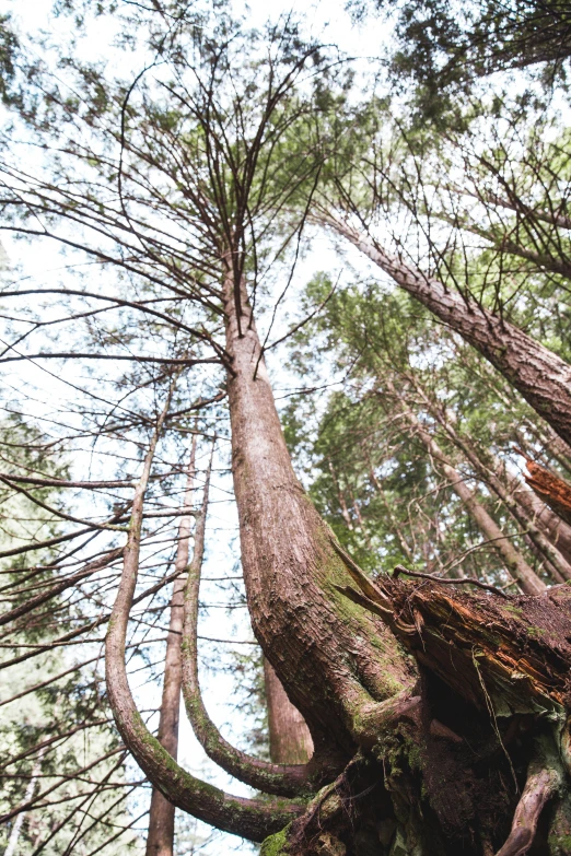 a large tree that is standing in the woods