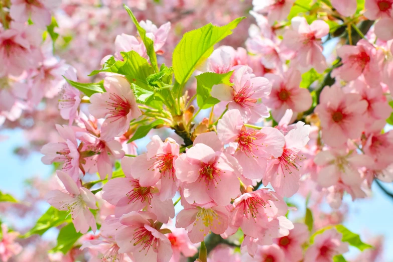 pink flowers blossoming on trees in the sun