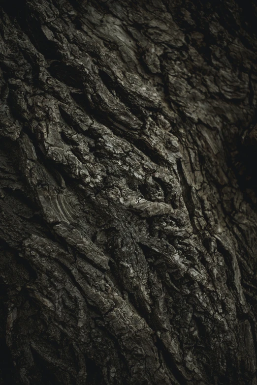 a close up of a very old tree trunk