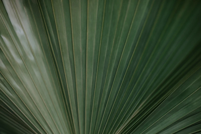 a large green leaf with white tips