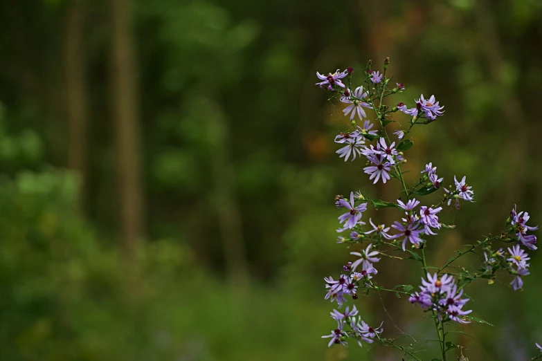 the small flowers on the bush are blooming