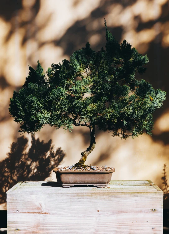 a small bonsai tree sitting on top of a wooden box