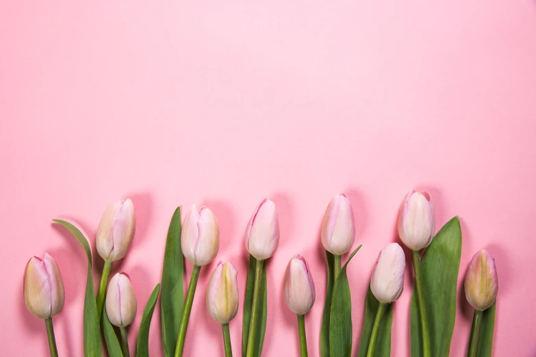 six tulips are arranged against a pink background