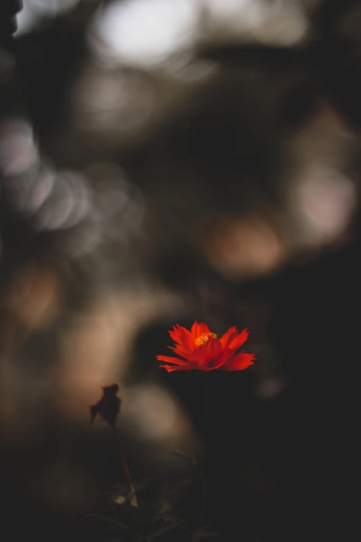 a bright orange flower sitting in a dark forest