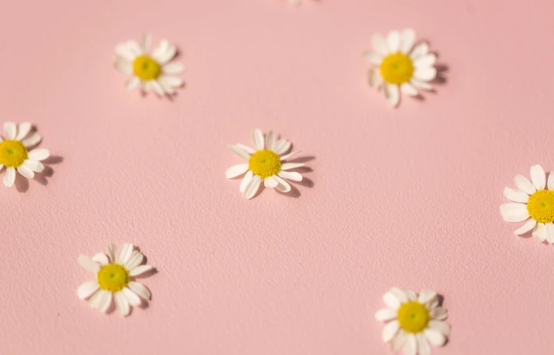 flowers are placed on top of a pink background