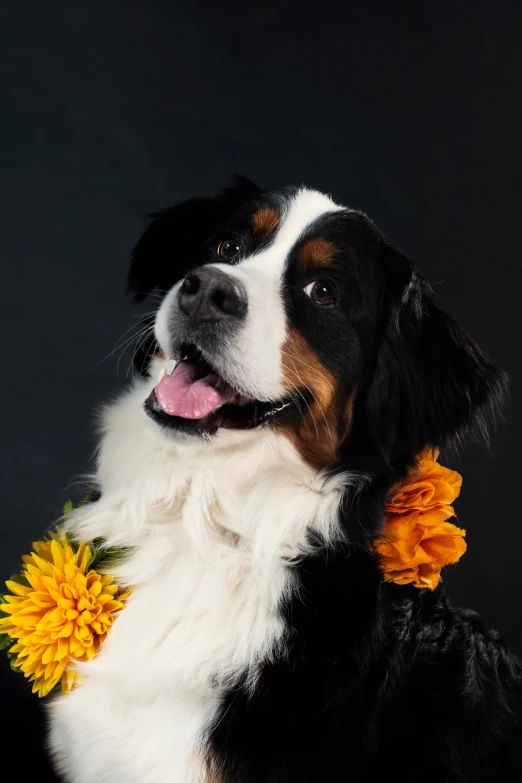 a white and black dog with a yellow flower in it's mouth