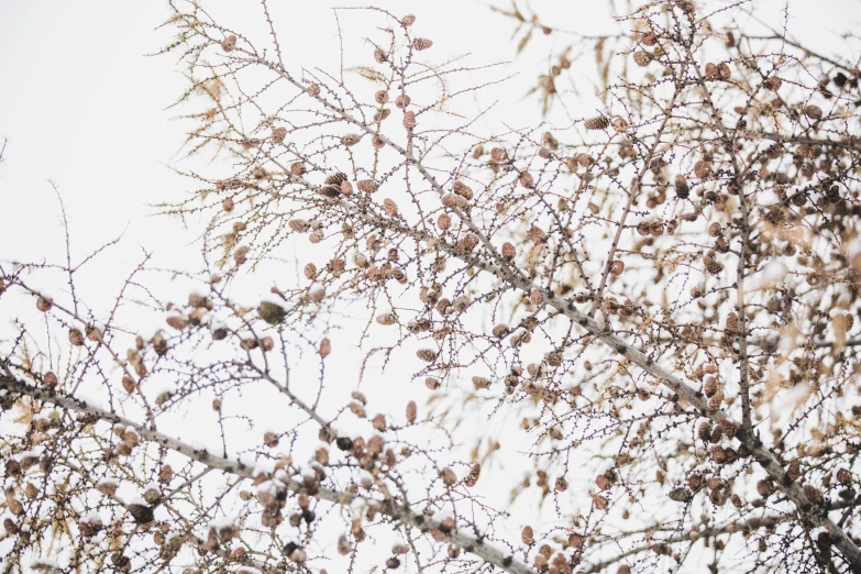 dry tree with small brown buds against a light blue sky